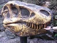 kópia lepky tyranosaura, USA