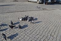 holuby na námestí