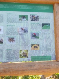 časť infopanelu hmyz v lese