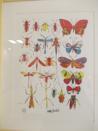 Motýle