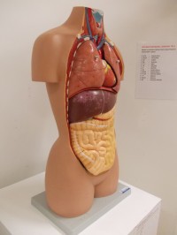 ľudské orgány