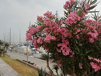 pohľad cez oleander na prístav