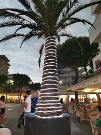 večerná osvetlená palma