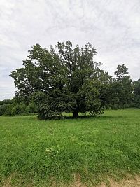 statný strom
