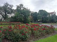 ruže v parku