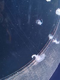 plávajúce medúzy