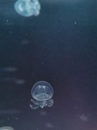 priehľadná medúza