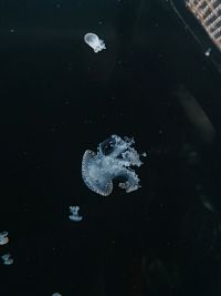 medúza
