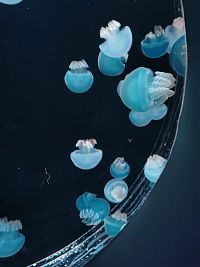 pozorovanie medúz I