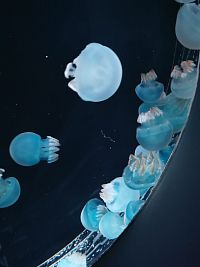 pozorovanie medúz II