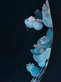 pozorovanie medúz III