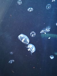 plávajúce medúzy