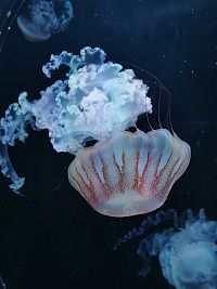 dvojfarebná medúza