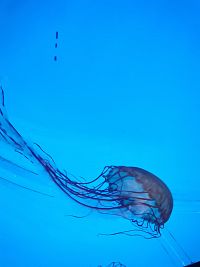 medúza s "chvostom"