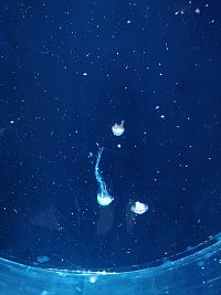 medúzy ako vo vesmíre