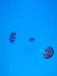 dvojfarebné plávajúce medúzy