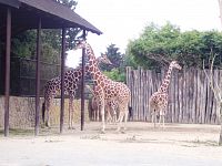 žirafy