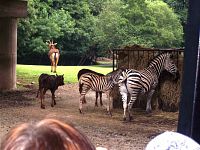pozorovanie zvierat na safari