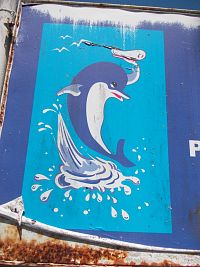 detail - šantiaci delfín