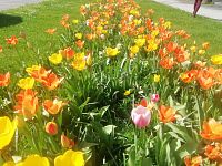 záhon tulipánov kúsok od Pešej zóny