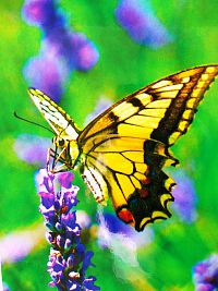 jeden zo 40 druhov denných motýľov, ktoré sa v tejto oblasti nachádzajú