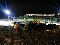 dobytok patrí k ranču