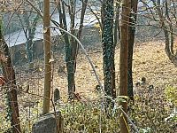 židovský cintorín v Považskej Bystrici