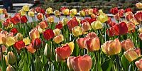 "lán" tulipánov
