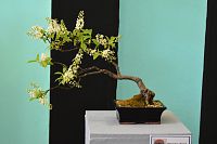 kvitnúci listnatý bonsaj