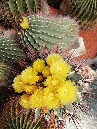 krásne rozkvitnutý kaktus