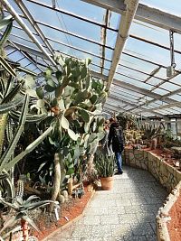 v skleníku kaktusov