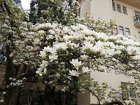 krásne rozkvitlá magnólia na prelome hotela Thermia Palace a Irma
