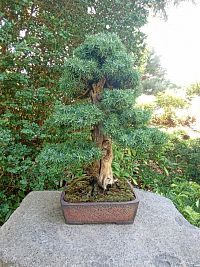 ešte bonsai