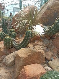 kvitnúci kaktus