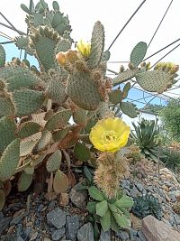 žlto kvitnúci kaktus