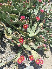 červeno kvitnúci kaktus