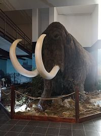 mamut v skutočnej veľkosti