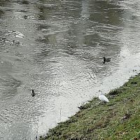 labuť a kačice na rieke Morave