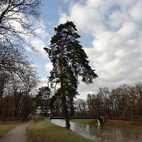 borovica na brehu Moravy, ktorá preteká stredom parku