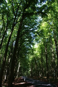 bukové lesy Jasmund - severovýchod Rujány