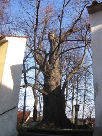 Gurreho lípa - strom roku 2008