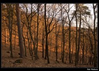 Les v okolí boskovické Bašty