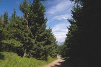 lesní cesta hřebenem