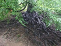 Kořeny stromů v oboře