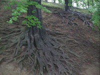 Kořeny stromů v oboře