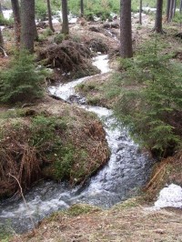Zvonějovský potok: Zvonějovský potok kousek od Serpentinky