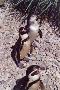 v Zoo: tučňáci