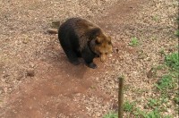 Podkrušnohorský zoopark: medvěd