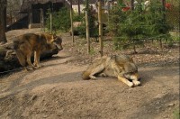 Podkrušnohorský zoopark: vlci