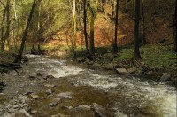 Prunéřovské údolí: Prunéřovský potok